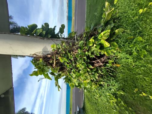 Flore tropicale le long de la promenade