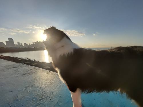 Coucher de soleil sur la Bahía avec mon chien — vue depuis Cinta Costera
