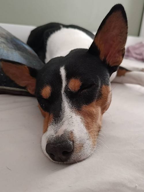 Mon Basenji — race congolaise idéale pour le climat tropical