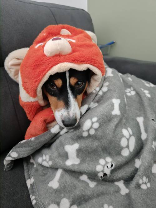 Basenji en déguisement — chien câlin malgré son look distant