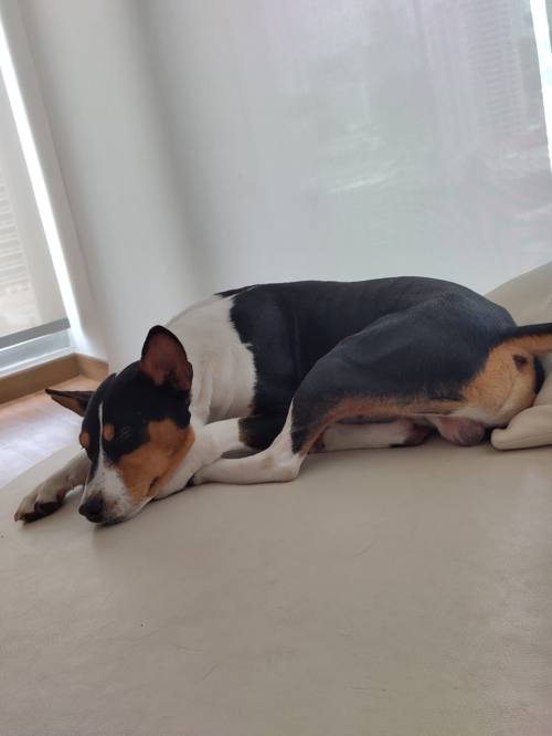 Basenji portrait — la race que personne ne connaît au Panama