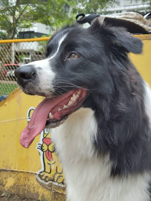 Le quotidien d'un chien expat à Bella Vista