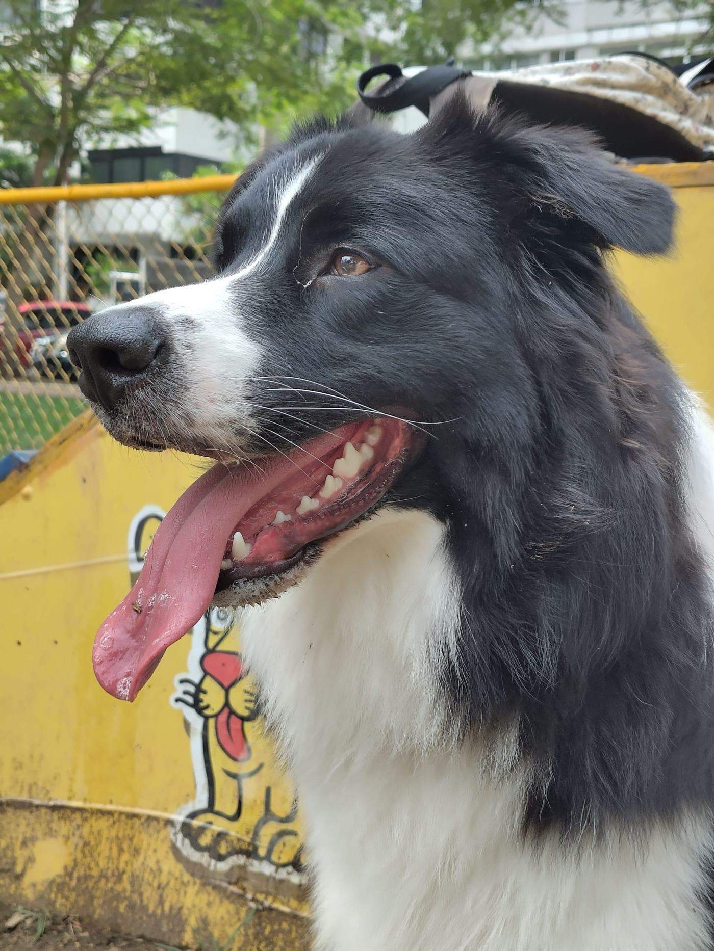 Chien de Jade au Parque Urracá Panama City — après import réussi via Air France soute mars 2026