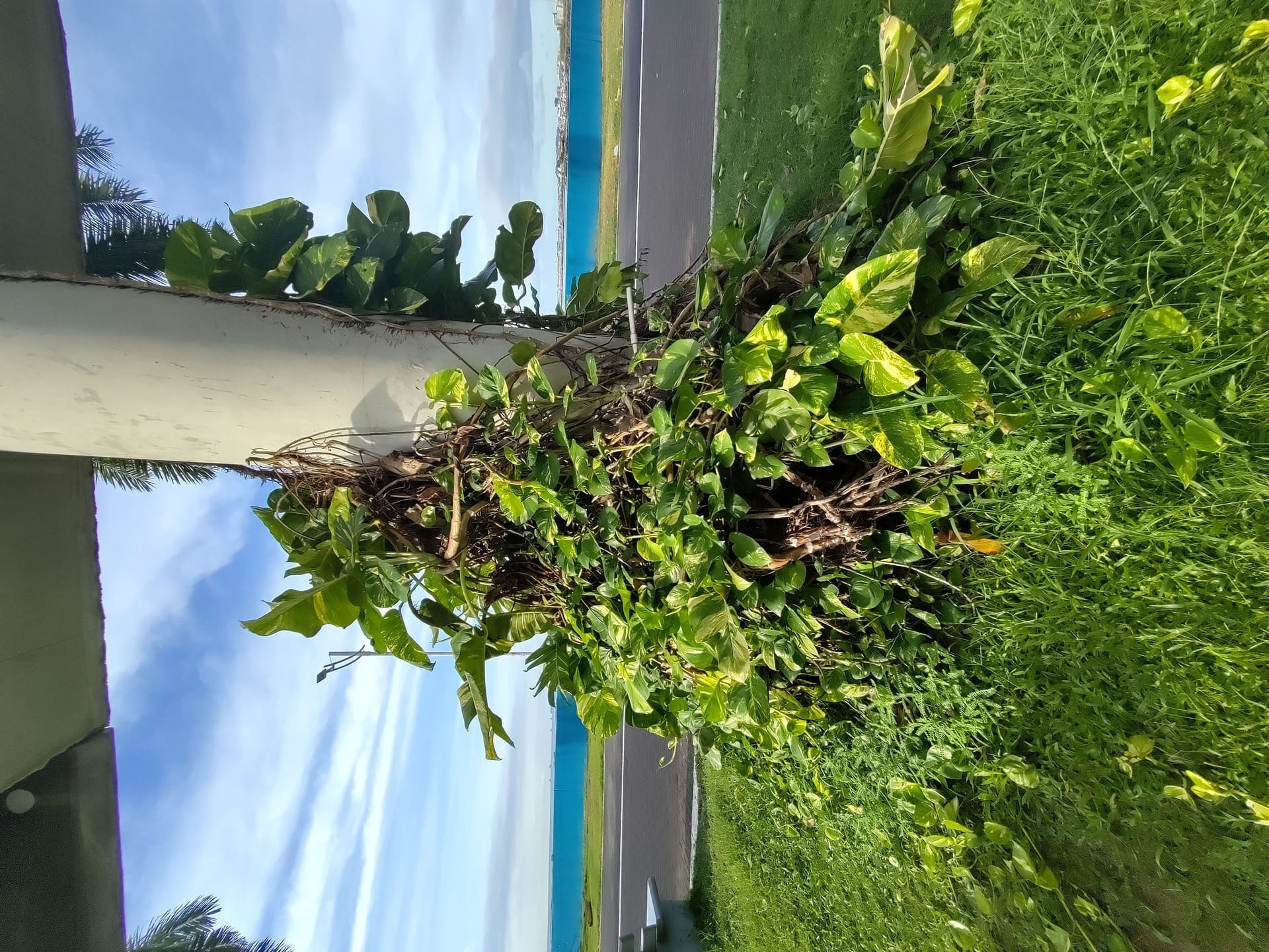 Tropical flora along the promenade
