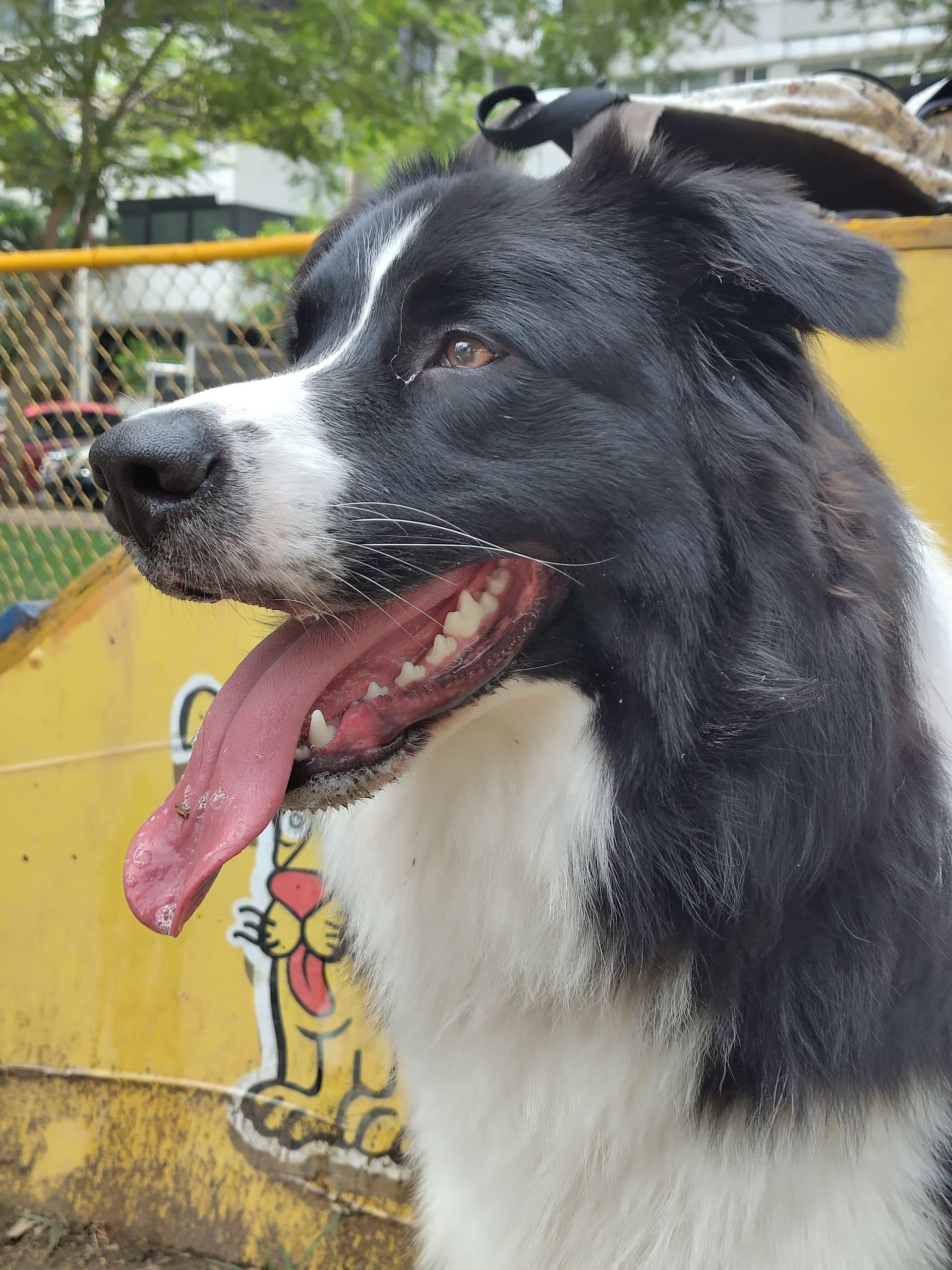 Le quotidien d'un chien expat à Bella Vista